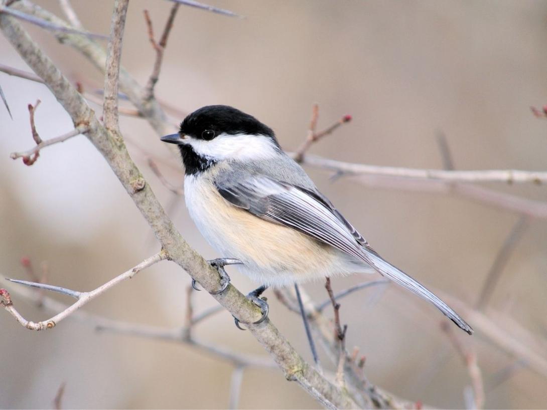 bird